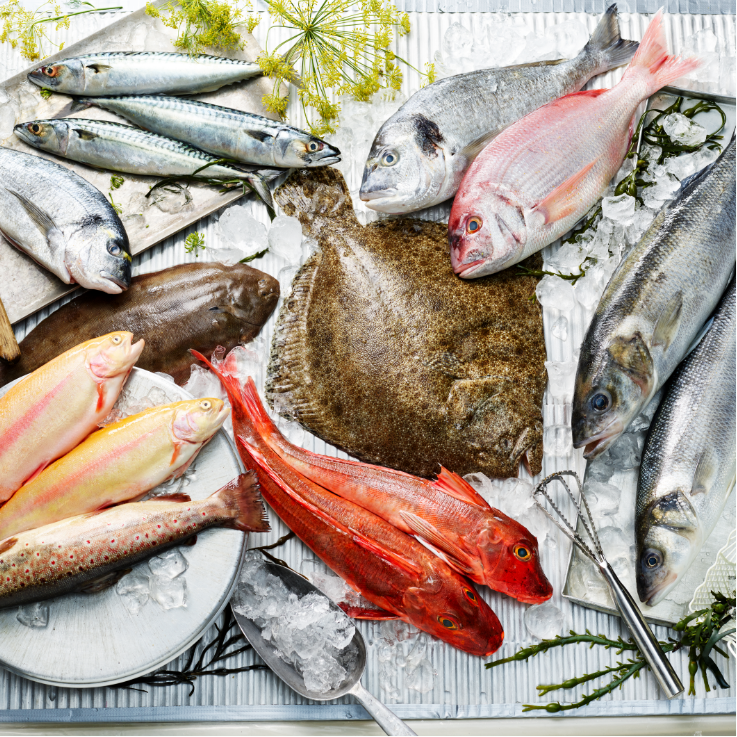 fischauswahl_master_232